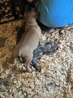April, a female Bullmastiff for sale in Buffalo Valley, TN – 3 of 8