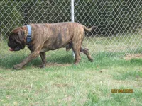 Pandora, a female Bullmastiff for sale in Buffalo Valley, TN – 10 of 10
