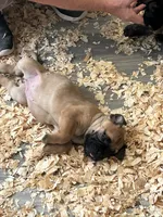 Gracie, a female Bullmastiff for sale in Buffalo Valley, TN – 5 of 10