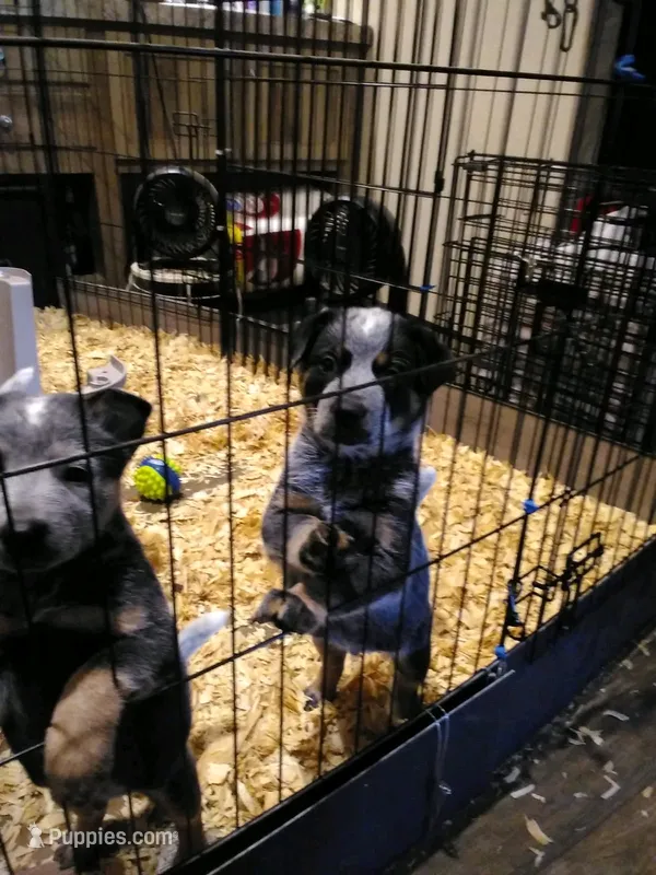 Ranger – Australian Cattle Dog puppy for sale in Buffalo Valley, TN