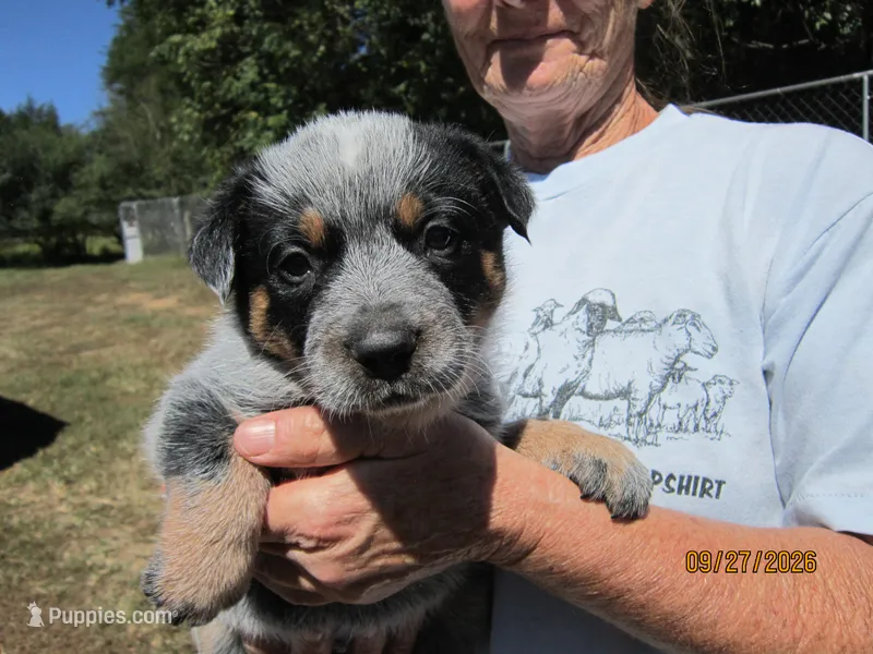 Ranger – Australian Cattle Dog puppy for sale in Buffalo Valley, TN