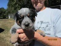 Ranger, a male Australian Cattle Dog for sale in Buffalo Valley, TN – 1 of 4