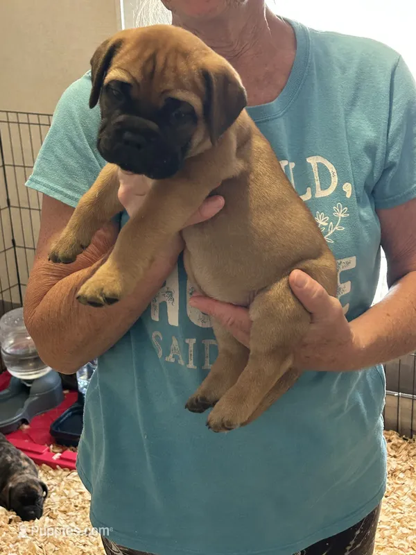 Gracie – Bullmastiff puppy for sale in Buffalo Valley, TN