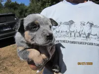 Petey Pirate, a male Australian Cattle Dog for sale in Buffalo Valley, TN – 2 of 5