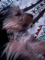 snochi pooch, a female Yorkshire Terrier for sale in Hickory, NC – 2 of 3