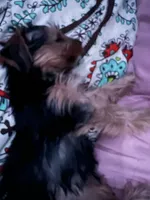 snochi pooch, a female Yorkshire Terrier for sale in Hickory, NC – 3 of 3