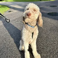 Oso, a male Goldendoodle for sale in Montgomery, TX – 2 of 3