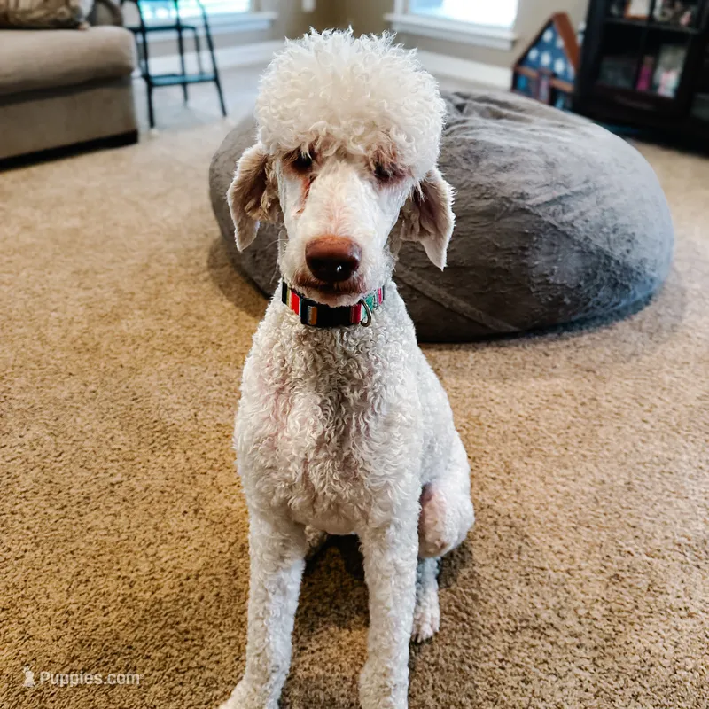 Domino  – Goldendoodle puppy for sale in Montgomery, TX