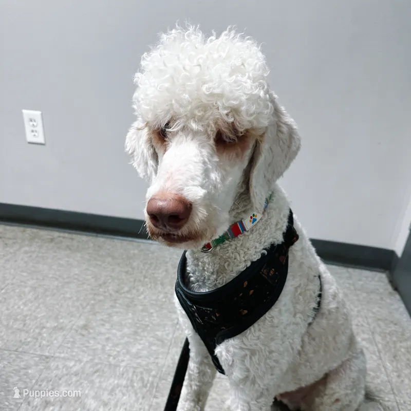 Domino  – Goldendoodle puppy for sale in Montgomery, TX