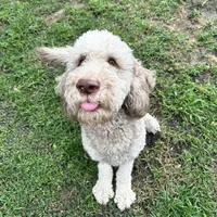 Oso, a male Goldendoodle for sale in Montgomery, TX – 1 of 3