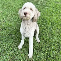 Oso, a male Goldendoodle for sale in Montgomery, TX – 3 of 3