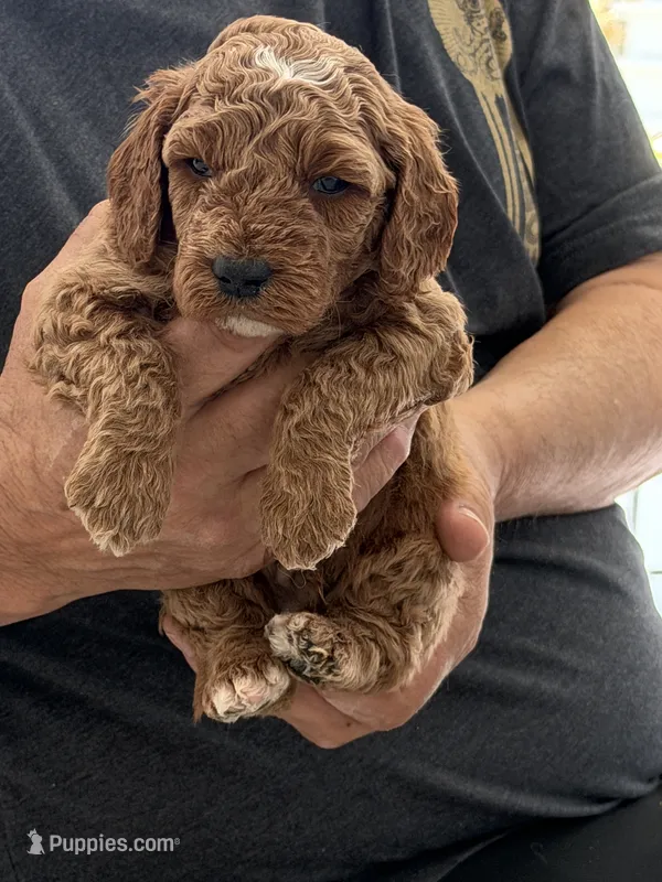 Micro-Mini 20-30 lbs. – Miniature Goldendoodle puppy for sale in Los Angeles, CA