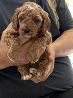 Micro-Mini 20-30 lbs., a male Miniature Goldendoodle for sale in Los Angeles, CA – 1 of 1