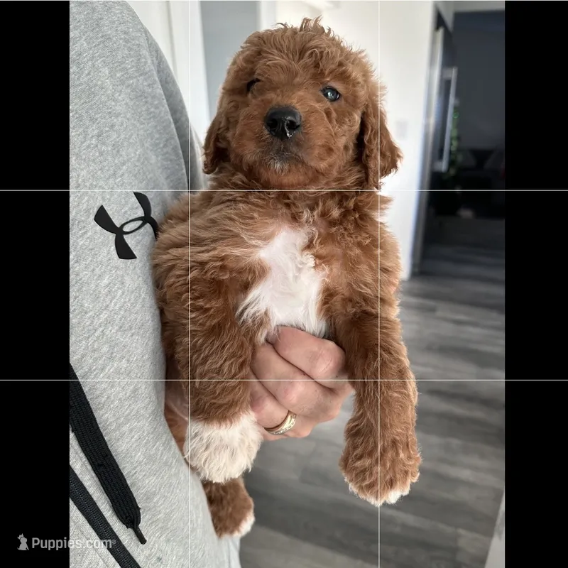 Jake – Goldendoodle puppy for sale in Los Angeles, CA