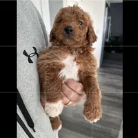 Jake, a male Goldendoodle for sale in Los Angeles, CA – 1 of 2