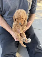 Goldendoodle, a male Goldendoodle for sale in Los Angeles, CA – 3 of 3