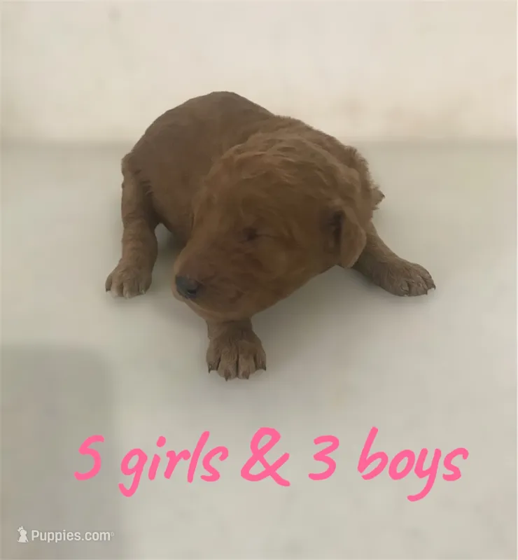 Mini & Medium Size – Miniature Goldendoodle puppy for sale in Los Angeles, CA