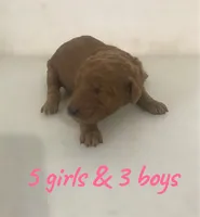 Mini & Medium Size, a female Miniature Goldendoodle for sale in Los Angeles, CA – 1 of 5