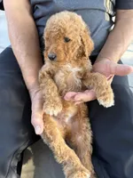 Goldendoodle, a male Goldendoodle for sale in Los Angeles, CA – 2 of 3