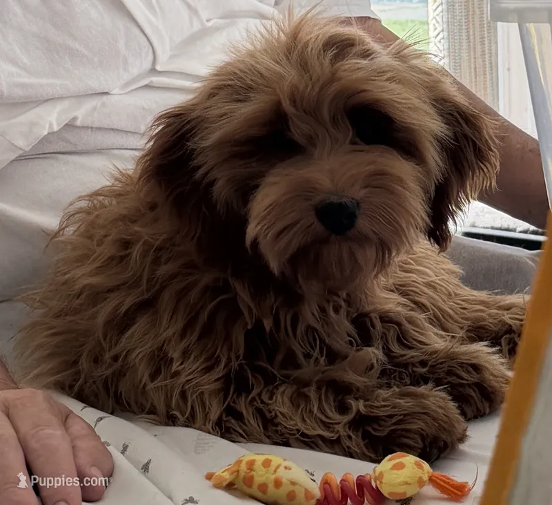 Jill, a female Miniature Goldendoodle for sale in Los Angeles, CA – 1 of 1