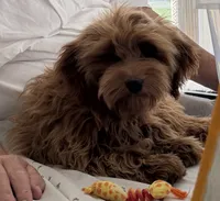 Jill, a female Miniature Goldendoodle for sale in Los Angeles, CA – 1 of 1