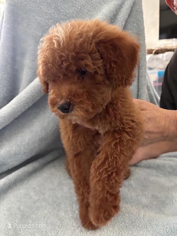 Mini & Medium Size – Miniature Goldendoodle puppy for sale in Los Angeles, CA