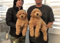 Brother , a male Miniature Goldendoodle for sale in Los Angeles, CA – 2 of 2