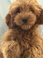 Jill, a female Miniature Goldendoodle for sale in Los Angeles, CA – 4 of 5