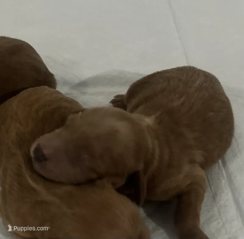 Newborn – Miniature Goldendoodle puppy for sale in Los Angeles, CA
