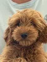 Jill, a female Miniature Goldendoodle for sale in Los Angeles, CA – 5 of 5