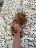 Toy/Petite 10-14 lbs., a male Miniature Goldendoodle for sale in Los Angeles, CA – 4 of 5