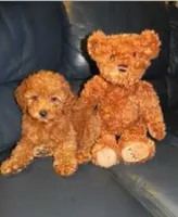 Red boy , a male Miniature Goldendoodle for sale in Los Angeles, CA – 1 of 1