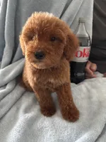 Large 50-60 lbs., a male Goldendoodle for sale in Los Angeles, CA – 2 of 3