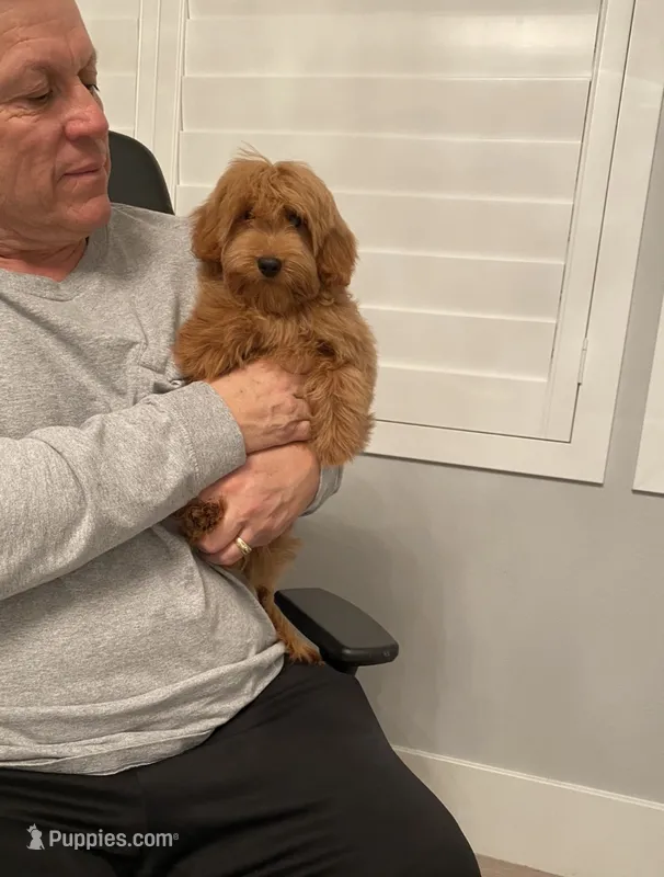 Petite/Toy Size  – Miniature Goldendoodle puppy for sale in Los Angeles, CA