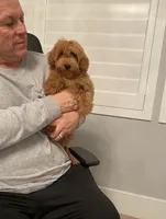 Petite/Toy Size , a female Miniature Goldendoodle for sale in Los Angeles, CA – 1 of 3