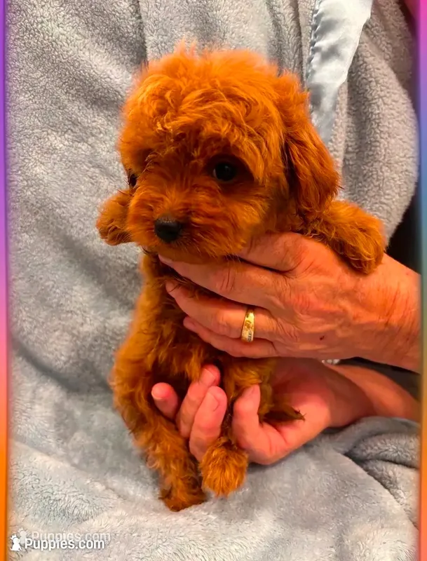 Toy/Mini Boy  – Miniature Goldendoodle puppy for sale in Los Angeles, CA