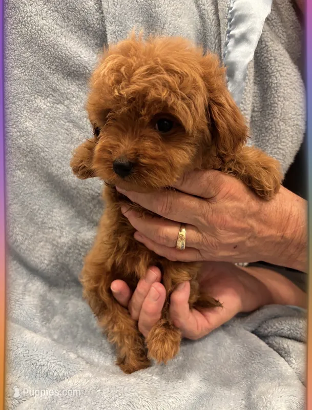 Toy/Mini boy  – Miniature Goldendoodle puppy for sale in Los Angeles, CA