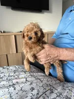 Toy size 10-13 lbs., a male Miniature Goldendoodle for sale in Los Angeles, CA – 4 of 5