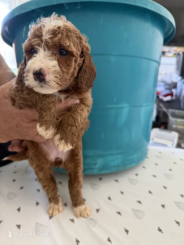 Sue – Miniature Goldendoodle puppy for sale in Los Angeles, CA