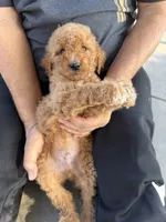 Goldendoodle, a male Goldendoodle for sale in Los Angeles, CA – 1 of 3