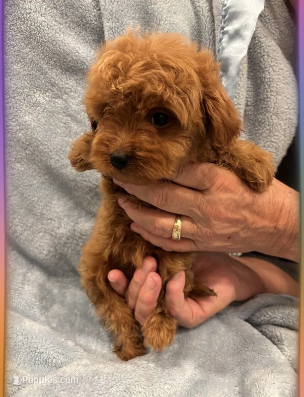 Toy/Micro-Mini – Miniature Goldendoodle puppy for sale in Los Angeles, CA
