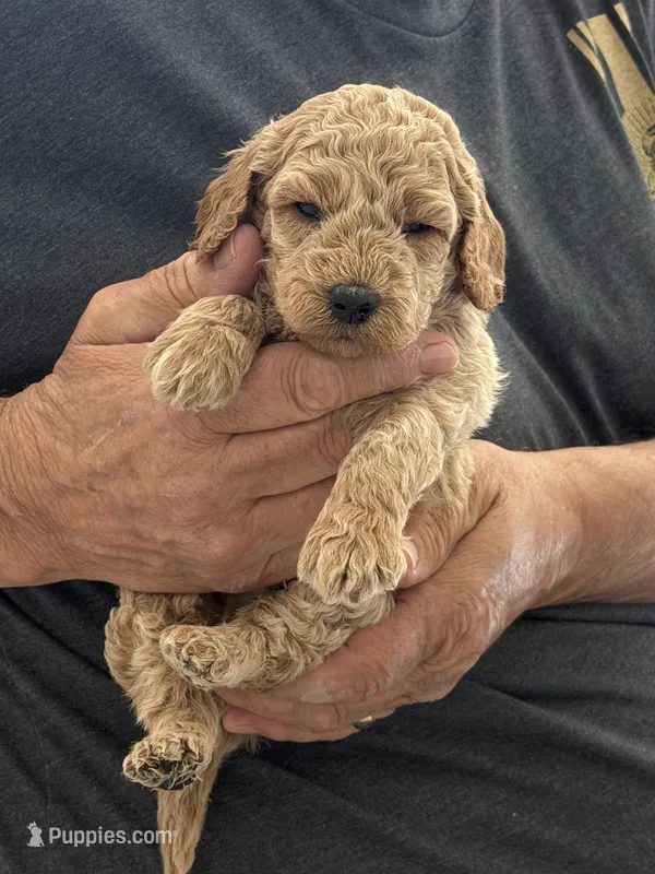 Micro-Mini 20-30 lbs. – Miniature Goldendoodle puppy for sale in Los Angeles, CA