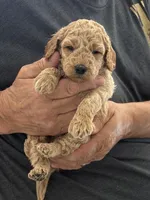 Micro-Mini 20-30 lbs., a female Miniature Goldendoodle for sale in Los Angeles, CA – 1 of 1