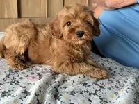 Toy/Petite 10-14 lbs. , a female Miniature Goldendoodle for sale in Los Angeles, CA – 2 of 5
