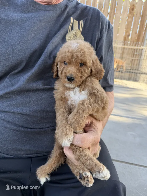 Goldendoodle – Goldendoodle puppy for sale in Los Angeles, CA