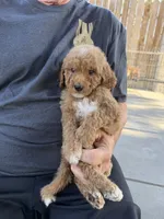 Goldendoodle, a male Goldendoodle for sale in Los Angeles, CA – 1 of 2