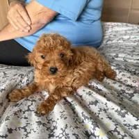 Josh, a male Goldendoodle for sale in Los Angeles, CA – 2 of 3