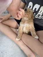 Medium, a female Goldendoodle for sale in Los Angeles, CA – 2 of 5