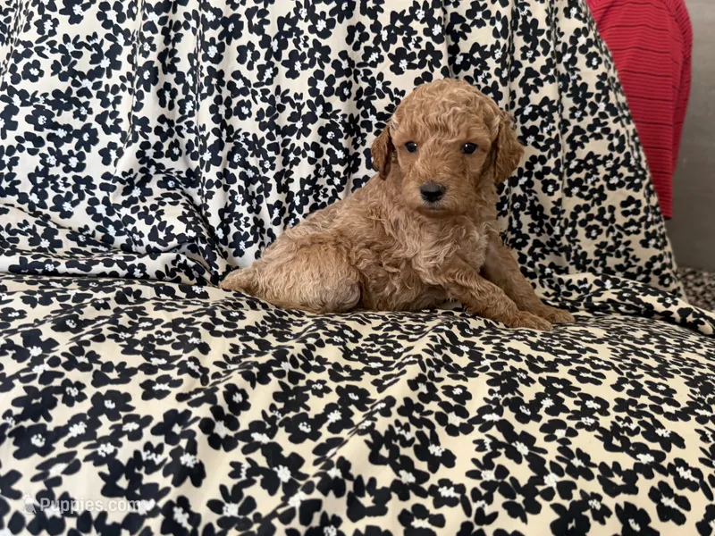 Baby – Miniature Goldendoodle puppy for sale in Los Angeles, CA