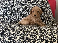 Baby, a male Miniature Goldendoodle for sale in Los Angeles, CA – 1 of 2